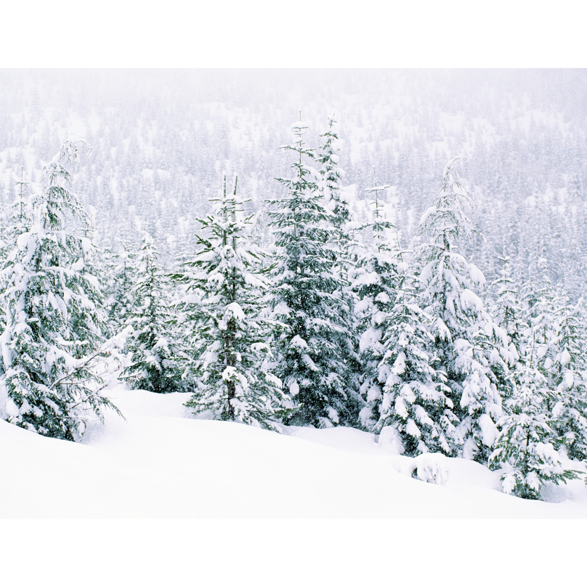 Pine Forest Glow Ultra Candle Fragrance Oil