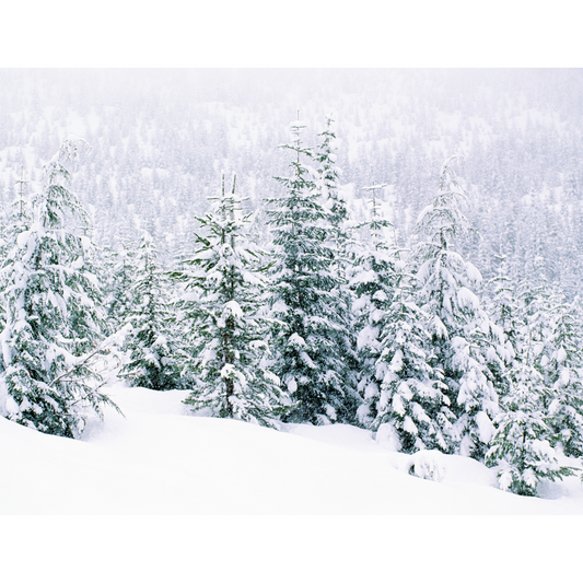 Pine Forest Glow Ultra Candle Fragrance Oil