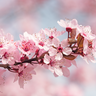 Blushing Cherry Blossom Ultra - Candle Fragrance Oil