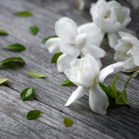 Gardenia candle fragrance oil