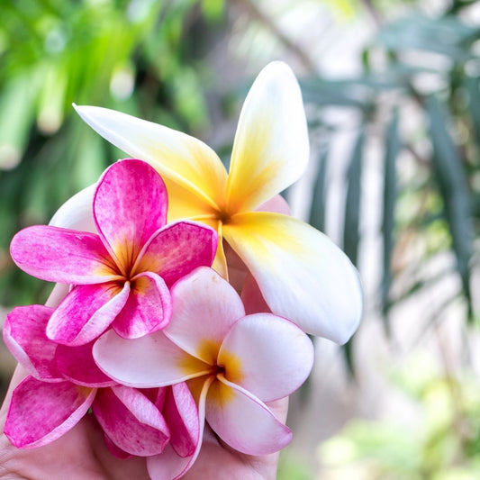 Exotic plumeria candle fragrance